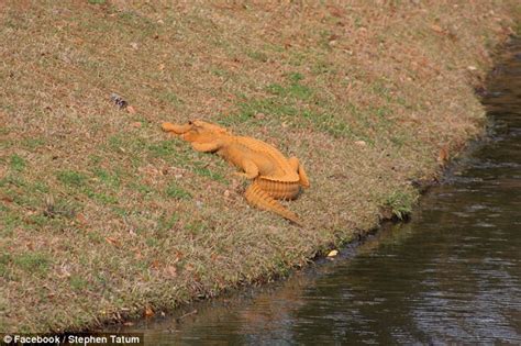 Bizarre Bright Orange Alligator Spotted In South Carolina Daily Mail