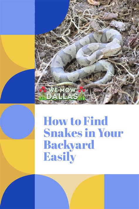 How To Find Snakes In Your Backyard Easily In 2022 Backyard Spring