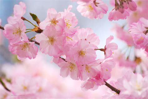 500 Cherry Blossom Wallpapers Wallpapers Com