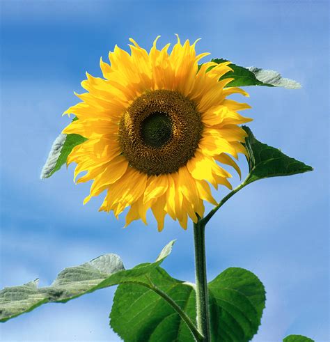 Sunflower American Giant F1 Flower Seeds Unwins Jacksons Nurseries