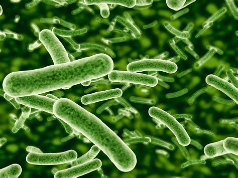 Legionellen sind stäbchenförmige bakterien, die im warmen wasser optimale lebensbedingungen vorfinden können. Legionellen: Gefährlich, unsichtbar und fast überall zu ...