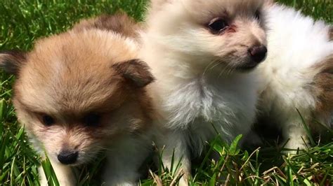 Call or text for more information. Teacup Pomeranian Puppies for Sale in Greensboro NC - YouTube