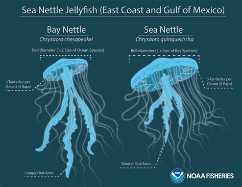 Parts Of A Jellyfish Diagram