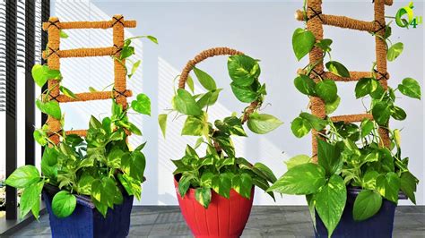 Money Plant Growing On Coir Stickmoney Plant Treeunique Idea For
