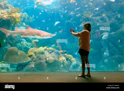 Shark tank hi-res stock photography and images - Alamy