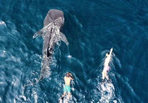 Oman Swimming With Whale Sharks Ics Odyssey