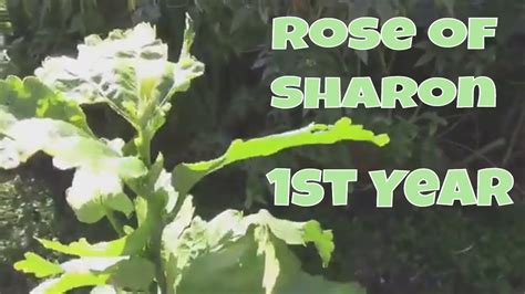 Growing Rose Of Sharon From Seed The First Year Of Growth Youtube