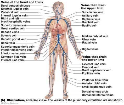 Veins carry blood toward the heart. The Cardiovascular System: Blood Vessels