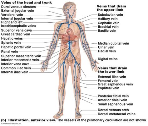 As the two heart tubes fuse to form a single endocardial heart tube, the two primitive aortas fuse to from the aortic sac. The Cardiovascular System: Blood Vessels
