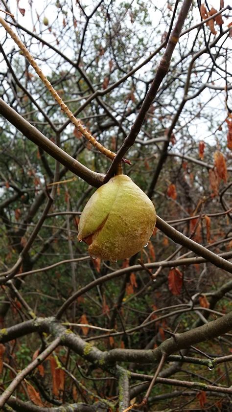 What Kind Of Tree Seed Pod Is This I Always See Them On Trees This