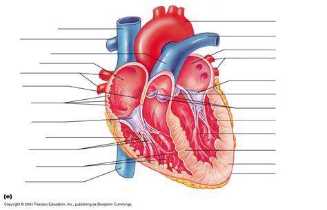 Heart Diagram Unlabeled Google Search With Images Heart Anatomy