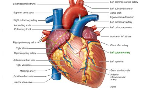 New Real Human Heart Pictures Human Heart Anatomy Heart