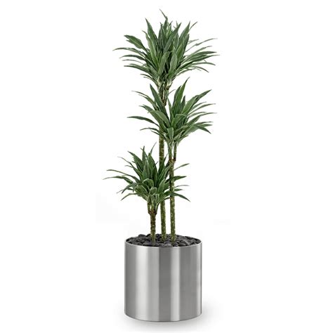 Dracaena Warneckii Indoor Plants In Qatar Plants Ts Doha