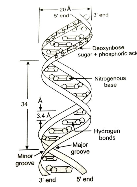 With The Help Of A Neat And Labeled Diagram Describe Watson And Crick