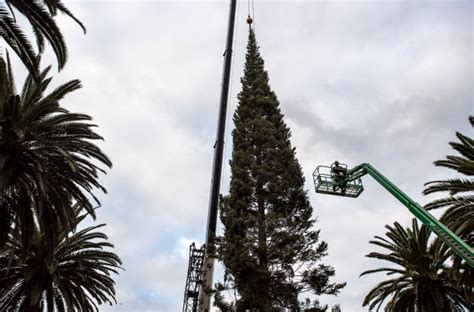 Arrival Of 90 Foot Tall Christmas Tree Marks Start Of Holiday Season At
