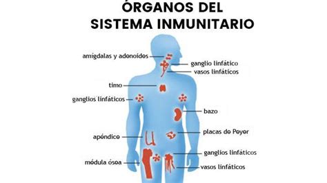 Esquema del sistema inmunológico Fotos Guía
