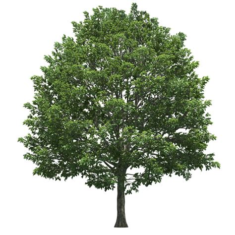 Oak Png Transparent Images Png All