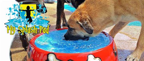 Dog Water Park Features For Your Splash Pad And Water Play Areas