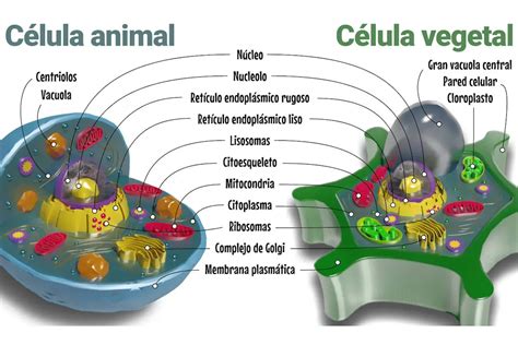 Cuadro Comparativo De Las Diferencias Entre La Celula Animal Y Vegetal
