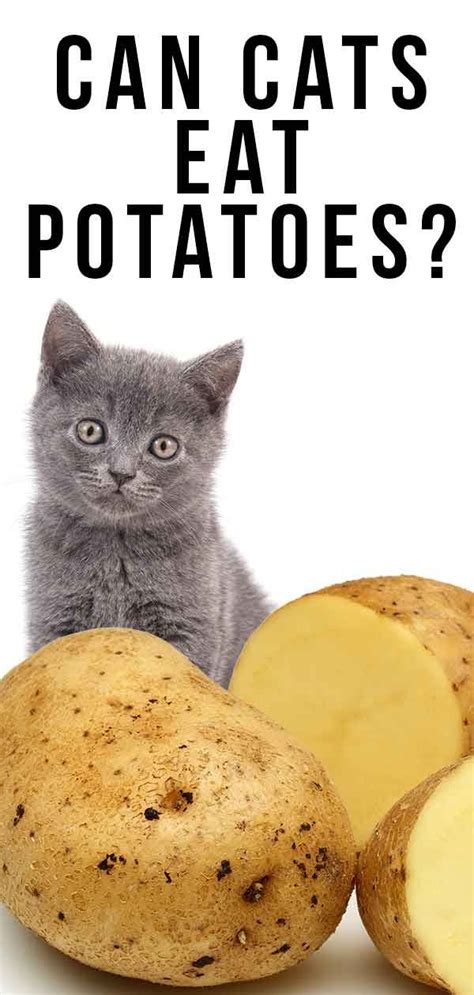 The point to note is to make the ingredients fine. Can Cats Eat Potatoes Or Are They Better Left Alone? | Can ...