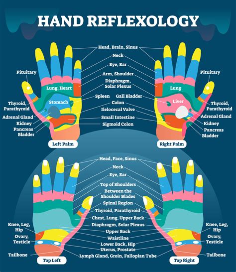 Reflexology Chart Of Hands