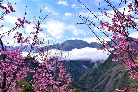 Maybe you would like to learn more about one of these? Best places in Taiwan to see spring flowers | Taiwan News ...