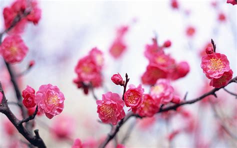 Pink Flowers Pic Hd Desktop Wallpapers 4k Hd