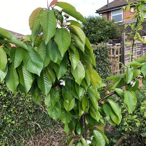 Prunus Avium Stella Sweet Cherry Stella In Gardentags Plant