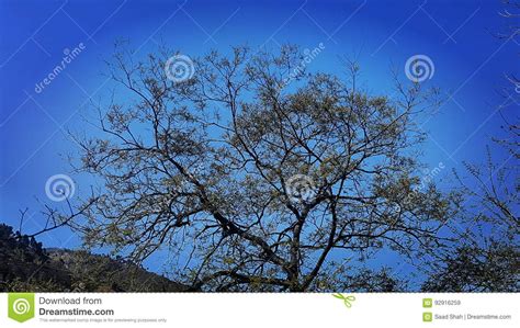 Clean Sky Stock Image Image Of Nature Tree Clean Clear 92916259