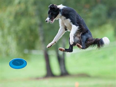 How High Can Dogs Jump