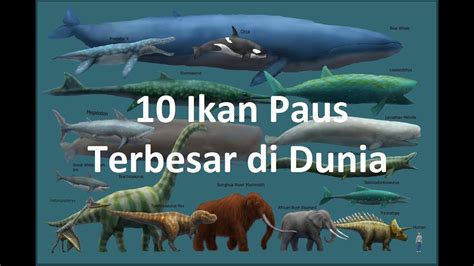 Perusahaan tambang indonesia ini juga menggeser yunnan tin sebagai produsen timah olahan terbesar di dunia. 10 paus terbesar di dunia yang belum punah - YouTube