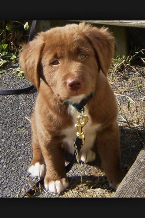 Chocolate Lab German Shepherd Mix Puppies