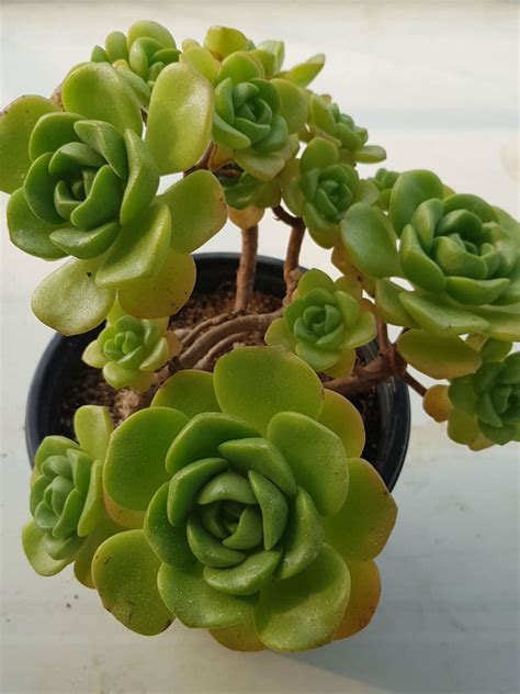 Aeonium Lily Pad World Of Succulents