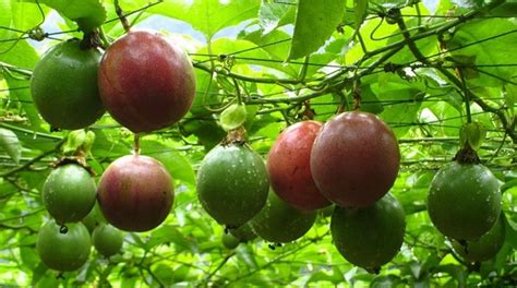 10 Passion Fruit Seeds For Sale 10 Seeds Package Etsy