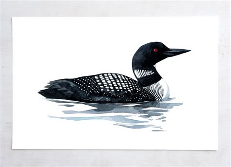 Get ideas for drawing ideas at howstuffworks. Loon Watercolor Art Print | david scheirer watercolors