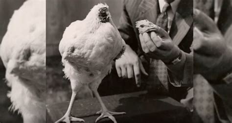 Learn about this famous chicken, and how he was able to survive for 18 months without this is an article on the story of mike the headless chicken (also known as miracle mike). Mike The Headless Chicken And One Of History's Weirdest ...