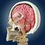Brain Anatomy Photograph By Springer Medizin/science Photo Library