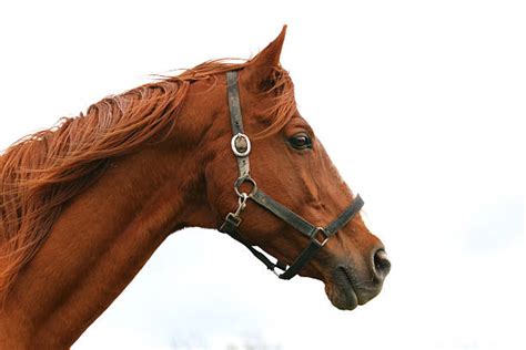 Royalty Free Horse Profile Pictures Images And Stock Photos Istock
