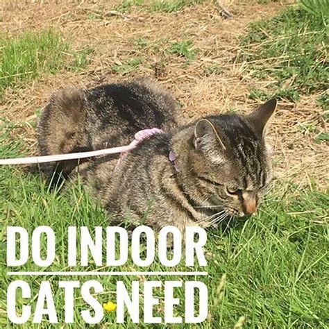 Do Indoor Cats Need Vaccinations Every Year Diy Seattle