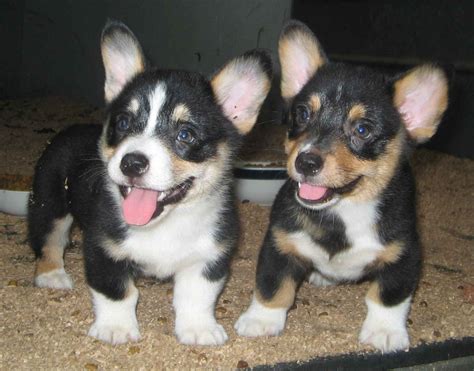 Cardigan welsh corgi puppies are generally pretty easy to house train, potty train, toilet train, housebreak or whatever you want to call it. Cardigan Welsh Corgi Info, Temperament Puppies, Pictures