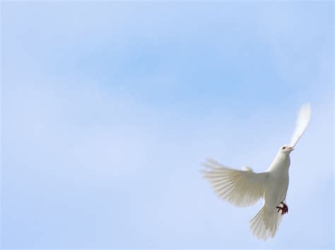 White Dove Against Blue Sky White Doves Flying Against Blu Flickr