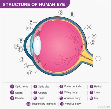 Structure And Functions Of Human Eye And Ear