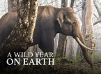 A Wild Year On Earth TV Show Air Dates & Track Episodes - Next Episode