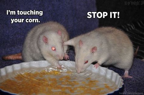 Rat Logic Timeline Photos Facebook Funny Rats Pet Rats Cute Rats