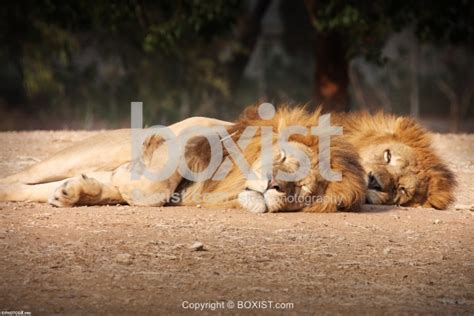 Two Lions Sleeping Photography Sam Mugrabys Stock