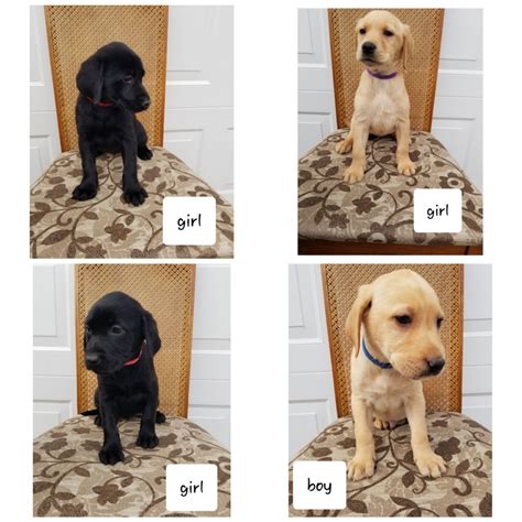 Our british lab puppies are among the finest hunting dogs you'll find anywhere. Labrador Retriever Puppies For Sale | Saint Paul, MN #297530