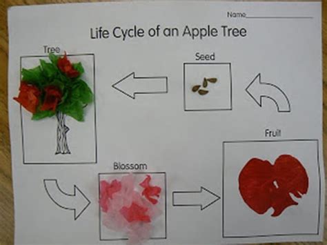 This free apple life cycle printable resource is a great way for children to learn all about the life cycle of an apple tree. 22 Apple-licious Classroom Activities and Freebies - Teach Junkie