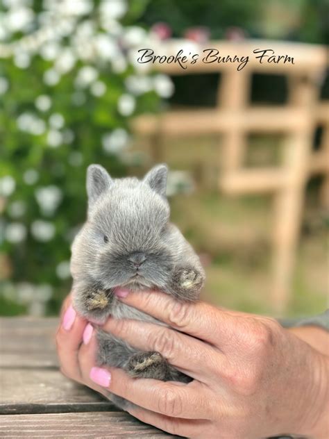 Netherland Dwarf Rabbit For Sale In United States 351