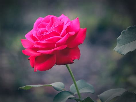 Beautiful Flowers Nature Pink Color Beauty In Nature Red Rose