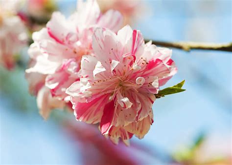 Peppermint Flowering Peach Tree For Sale Online The Tree Center